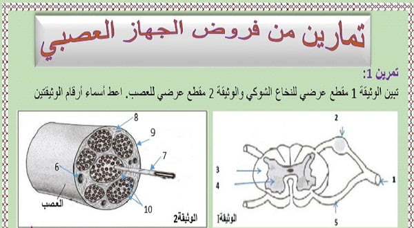 تمارين وحلول من فروض الجهاز العصبي