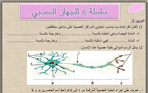 تمارين السلسلة 4 للجهاز العصبي للثالثة إعدادي مع التصحيح