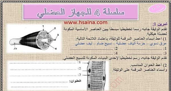 تمارين السلسلة 4 للجهاز العضلي للثالثة إعدادي مع التصحيح