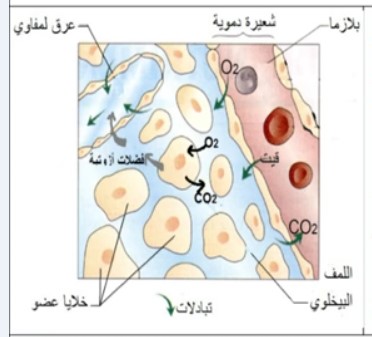  التبادلات على مستوى الأنسجة بين الخلايا والوسط الداخلي  