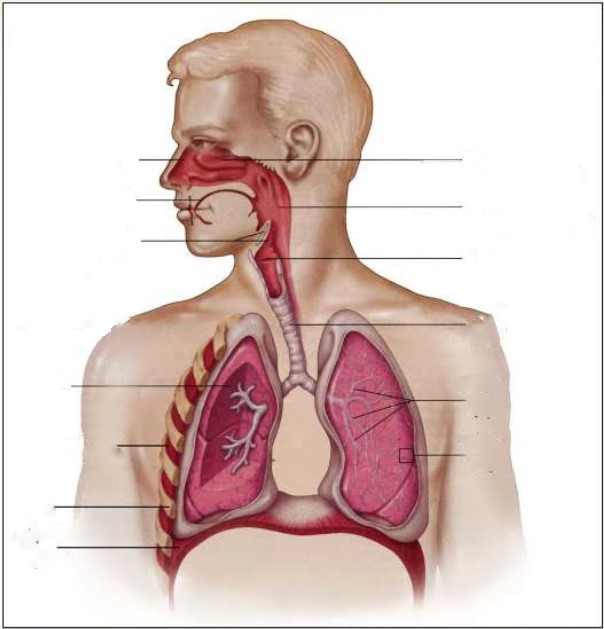  الجهاز التنفسي عند الإنسان  