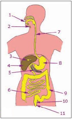  الجهاز الهضمي عند الإنسان  