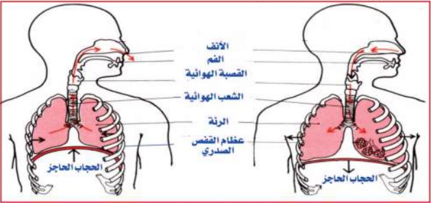 رسما تخطيطيا يوضح كيفية التصاق الرئتين بالقفص الصدري 