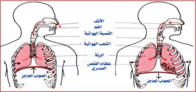 رسما تخطيطيا يوضح كيفية التصاق الرئتين بالقفص الصدري