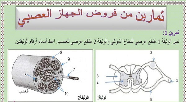 تمارين من فروض الجهاز العصبي للسنة الثالثة إعدادي الدورة الثانية مع التصحيح