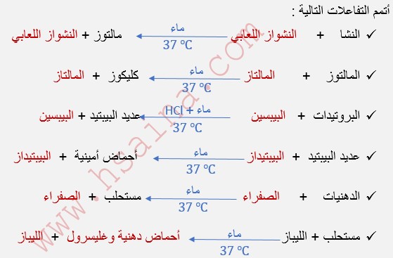  تصحيح تمرين حول المعادلات الكيميائية لهضم الأغذية للثالثة إعدادي مادة علوم الحياة والأرض  