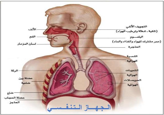  الجهاز التنفسي في الإنسان  