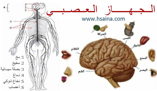 درس الجهاز العصبي Le système nerveux مادة علوم الحياة والأرض للسنة الثالثة إعدادي الدورة الثانية
