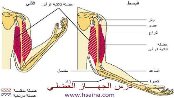  درس الجهاز العضلي Le système nerveux مادة علوم الحياة والأرض للسنة الثالثة إعدادي الدورة الثانية 