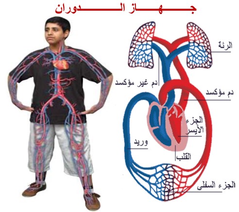  درس جهاز الدوران الدموي في مادة العلوم الطبيعية لتلاميذ السنة الثالثة إعدادي الدورة 1