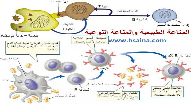  درس المناعة الطبيعية والمناعة المكتسبة Le système immunitaireمادة علوم الحياة والأرض للسنة الثالثة إعدادي الدورة الثانية 