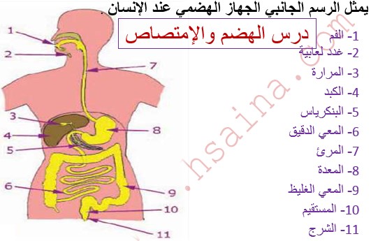  درس الهضم والإمتصاص Digestion et absorption في مادة علوم الحياة والأرض لتلاميذ السنة الثالثة إعدادي الدورة 1