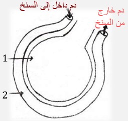   سنخ رئوي تتم على مستواه التبادلات الغازية التنفسية