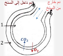   سنخ رئوي للإنسان تتم على مستواه التبادلات الغازية التنفسية