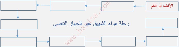 رحلة هواء الشهيق عبر الجهز التنفسي