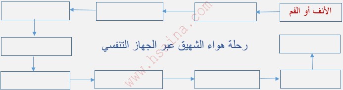   رحلة هواء الشهيق عبر الجهز التنفسي 