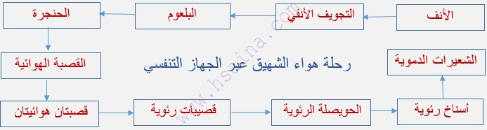 رحلة هواء الشهيق عبر الجهز التنفسي