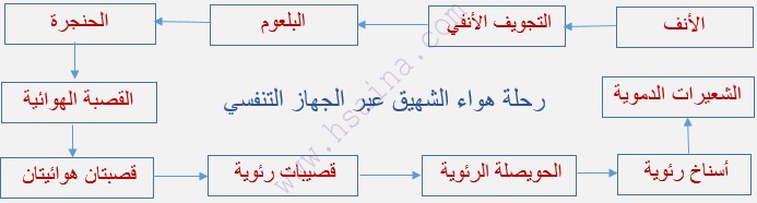   رحلة هواء الشهيق عبر الجهز التنفسي 